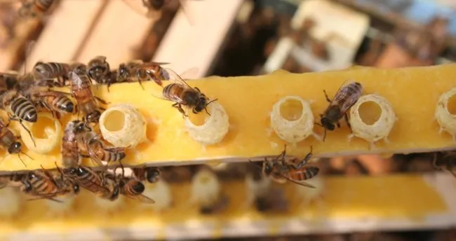 Ary Sutunun Cocuda Faydalary