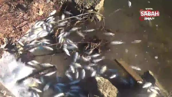 Sünnet Gölü Tabiat Parkı'nda kıyıya vuran balık ölümlerine inceleme! | Video