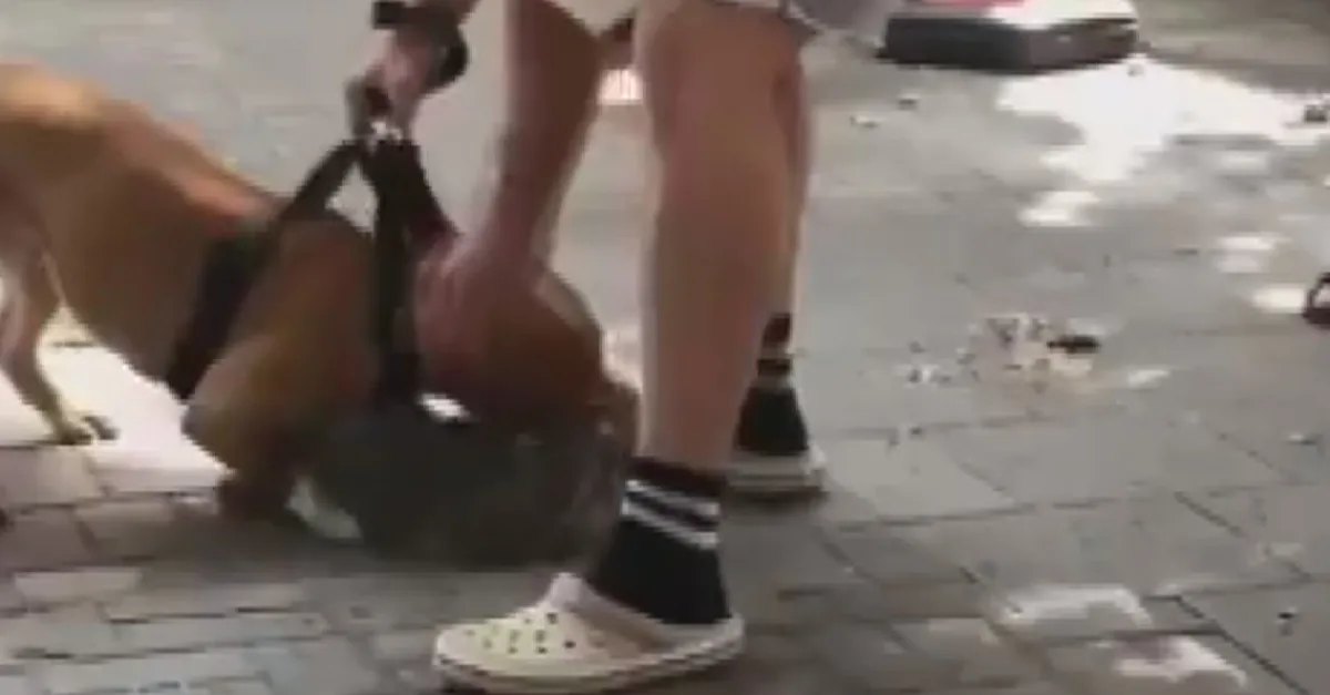 yine bir pitbull vahseti sokakta