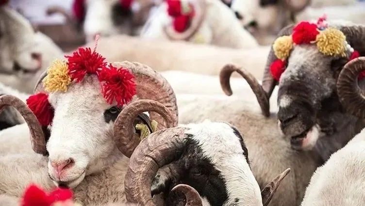 Arefe günü kurban kesilir mi, kesilmez mi? Diyanet'e göre Arefe günü kesilen kurban kabul olur mu? İşte kurban kesim vakitleri