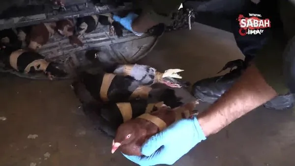 Kapıkule'de güvercin operasyonu: Aracın stepnesinden kanatları bağlanmış 44 adet güvercin çıktı | Video