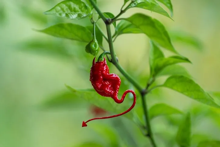 Dünyanın en acı biberi! Yiyenin nefesini kesiyor: Fakat hayatınızı değiştirecek öyle bir faydası var ki...