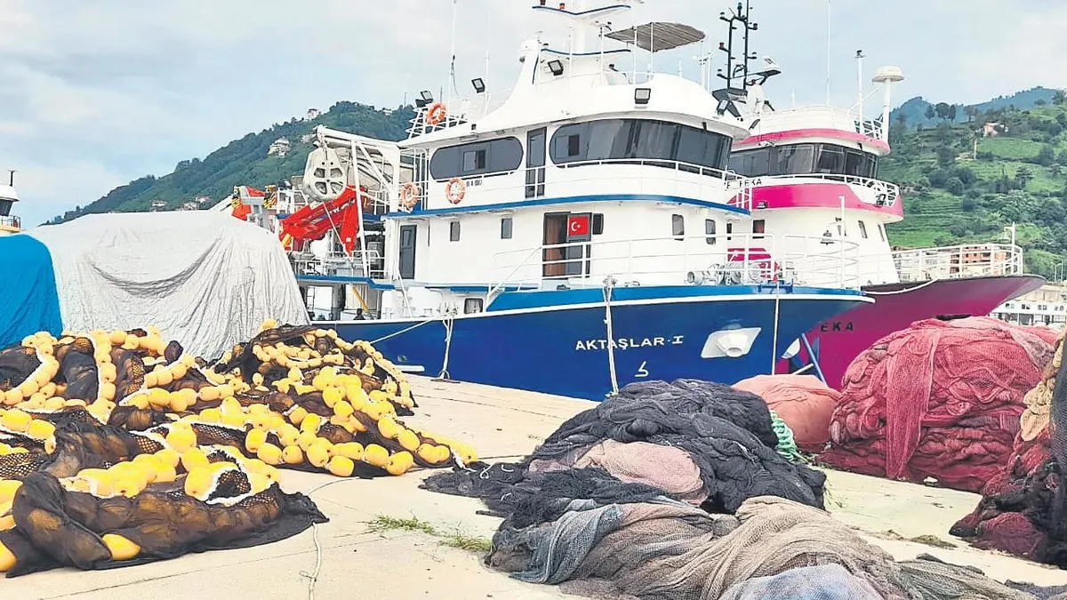 Hamsi ve İstavrit Bolluğu: Bu Sezon Balıkçıların Yüzü Gülecek!