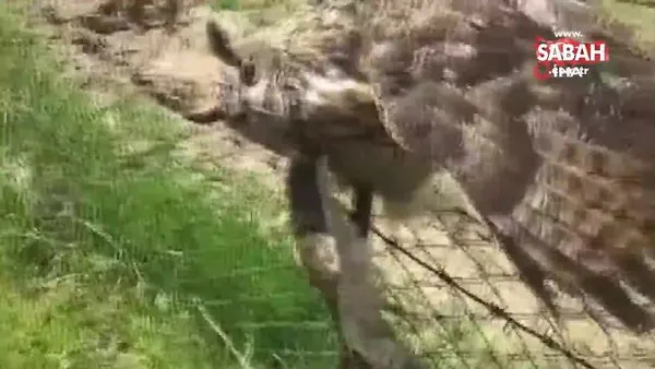 Yaralı baykuş böyle kurtarıldı | Video