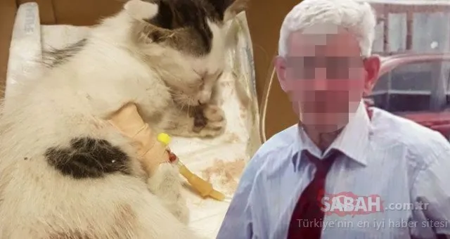 Yavru kediye tecavüz eden sapık yakalandı
