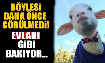 Kuzusuna çocuğu gibi bakıyor