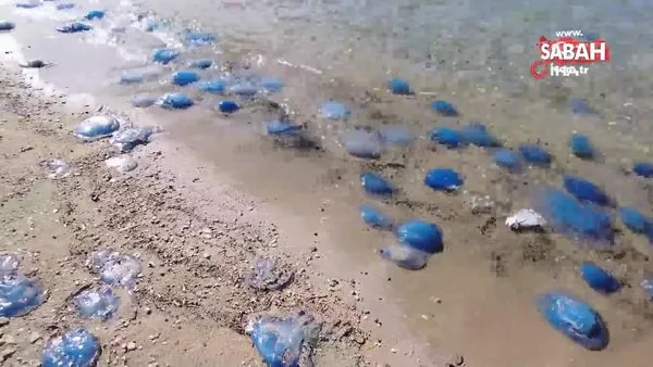 Foça plajlarında denizanası istilası: Yüzlercesi kıyıya vurdu | Video