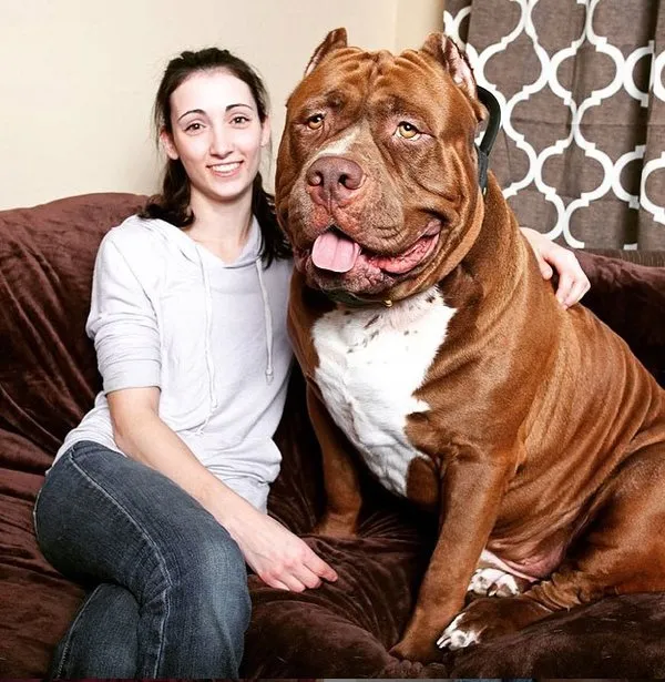 En büyük köpekler