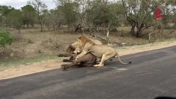 Safariye çıktılar! Gördükleri manzara karşısında hayatlarının şokunu yaşadılar