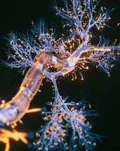 Alzheimer araştırmalarında ezber bozan keşif! Bilim insanları yeni hedefi buldu
