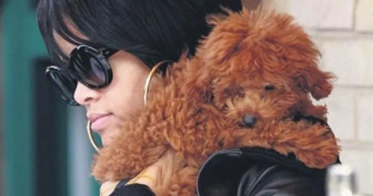 Herkes Rihanna’nın köpeğinden istiyor