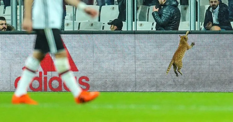 UEFA’dan Beşiktaş’a kedi soruşturması!