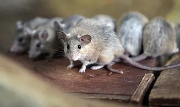 İspanya’da farelere yasal hak: Öldürene 18 ay hapis cezası