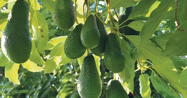 Avokadonun faydaları nelerdir, ne işe yarar? Avokado zayıflatır mı, nasıl tüketilir?