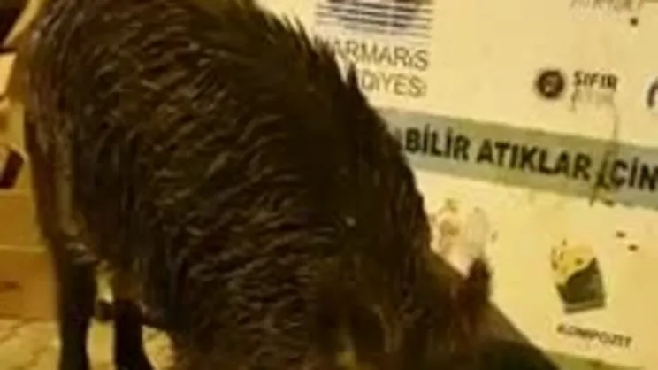 Marmaris’te domuzlar dağdan şehir merkezine inip çöpte yemek aradı | Video