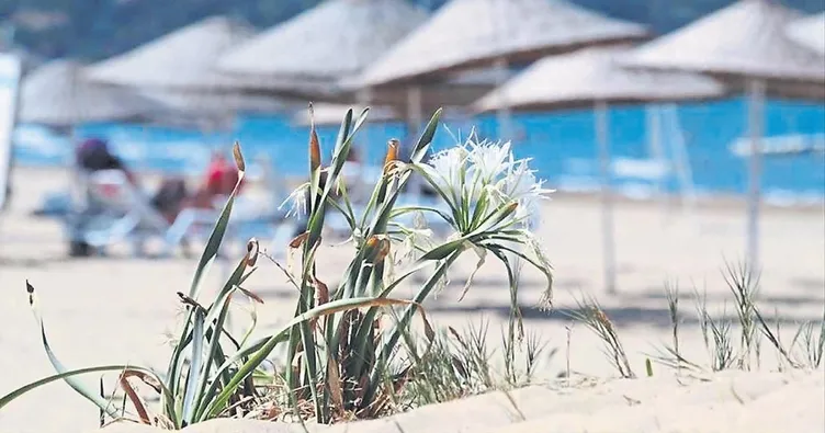 Kum zambakları belediye kurbanı