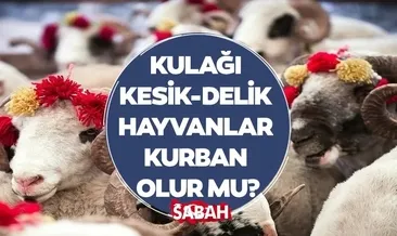 Kulağı kesik veya delinmiş hayvanlar kurban edilir mi? Diyanet ile yanıtlandı!