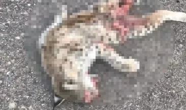 Aracın çarptığı vaşak, telef oldu