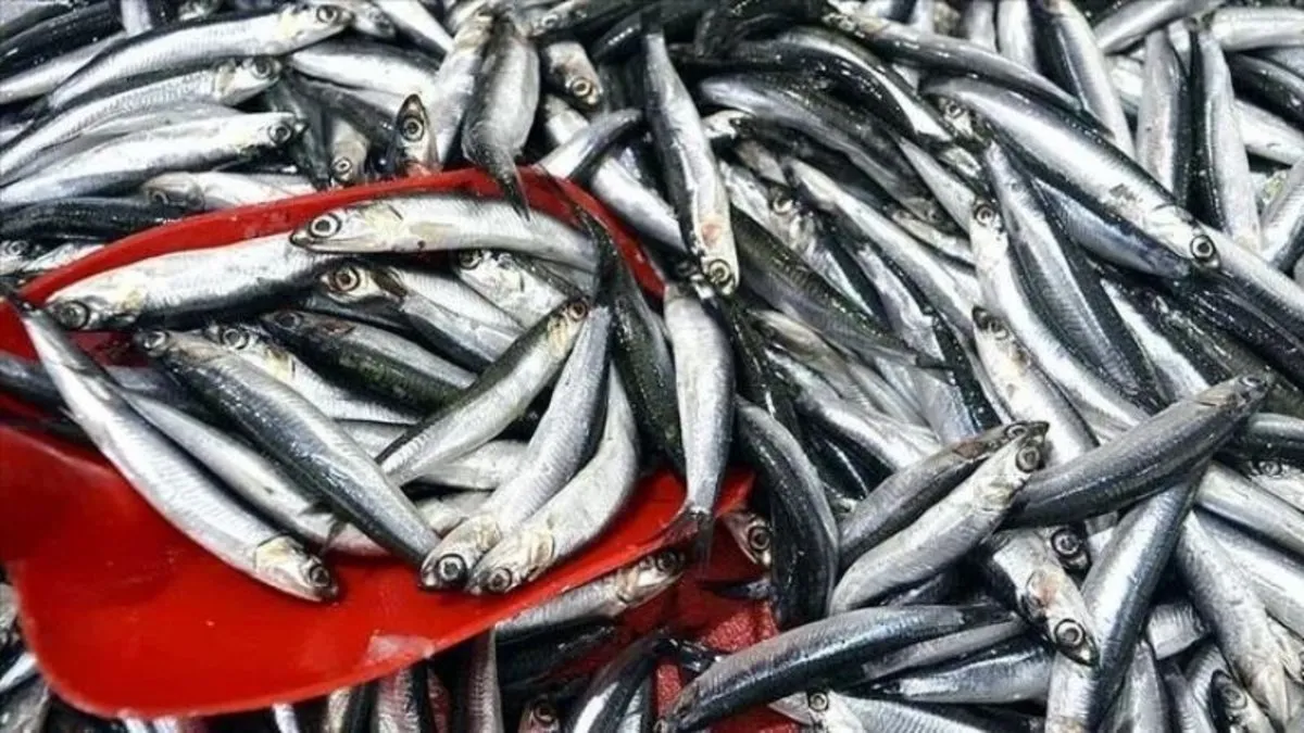 Türkiye'de son 10 yılda en fazla hamsi avlandı
