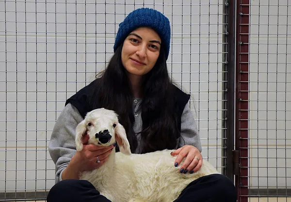 annesinin-reddettigi-kuzu-aykiz-annesini-buldu-veterineri-biberonla-besliyor-1706680725296.jpg