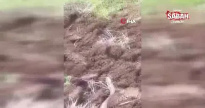 Bir ısırığı insanı öldürmeye yetiyor! Elazığ’da koca engerek yılanı görüntülendi | Video