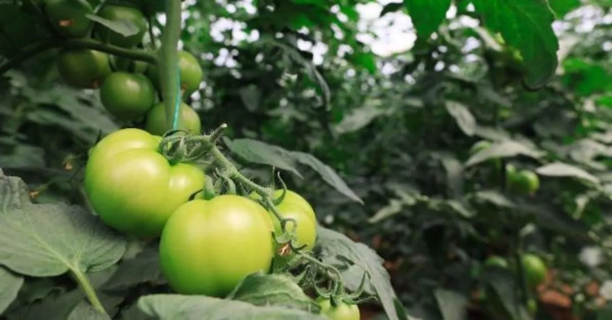 yaylada hasat suresi uzadi domatesin fiyati 10 lirayi gecti son dakika haberler