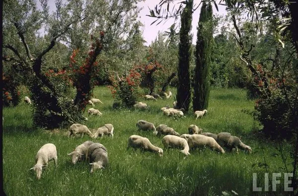 Sophia Loren'in muhteşem villası