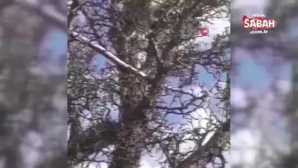 Köpeklerin saldırısından kaçan vaşak, ağaca çıkarak kurtuldu | Video