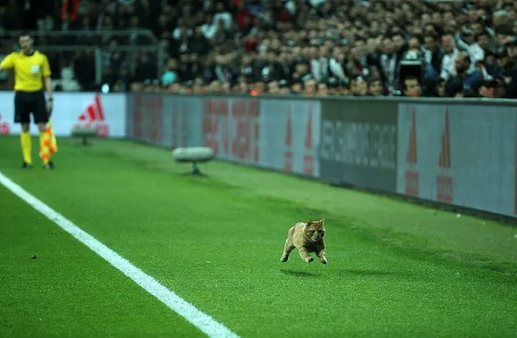 Beşiktaş-Bayern Münih maçında sahaya giren kedi sosyal medyayı salladı