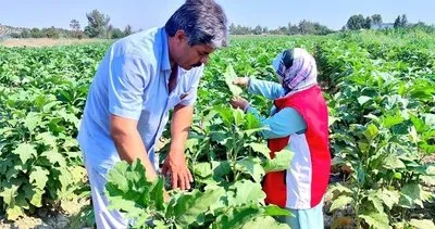 Birecik patlıcanında görülen hastalık ekipleri harekete geçirdi #sanliurfa