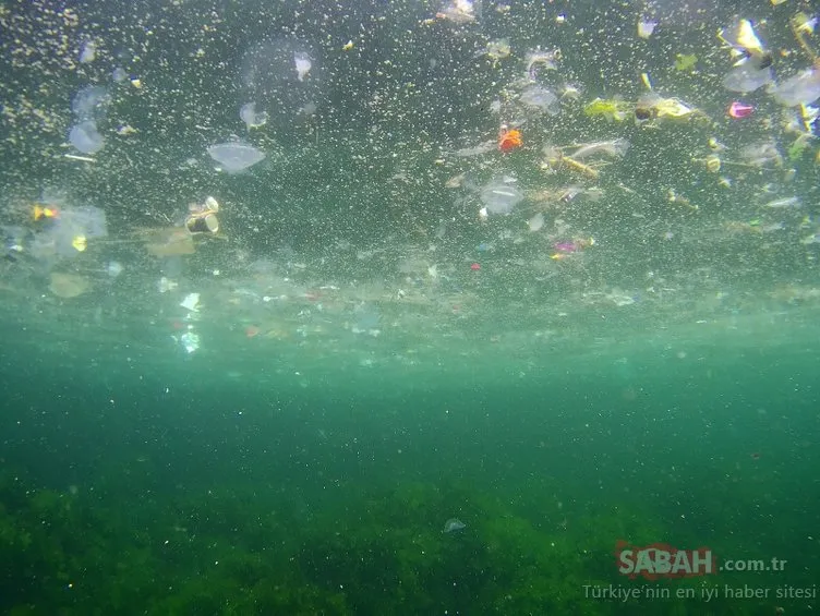 Yenikapı sahilinde iç acıtan görüntü... Balıklar kirliliğin içinde yaşam savaşı veriyor