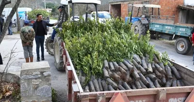 Muğla’da defne bahçeleri kuruluyor
