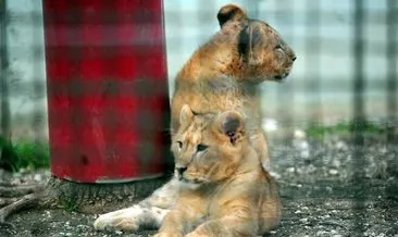 3,5 aylık 2 yavru aslan ilk defa toprağa bastı