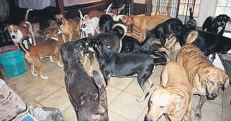 Bin köpek kurtarıldı
