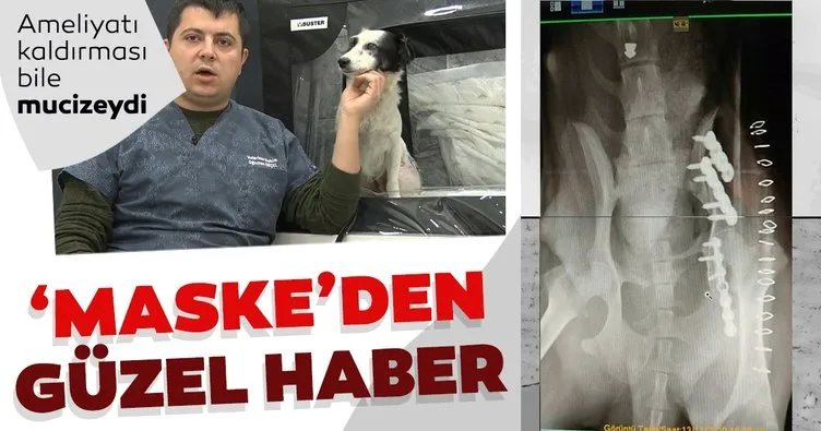 Otomobilin çarptığı köpek hayata tutundu