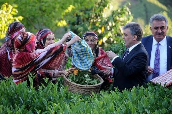 Cumhurbaşkanı Gül, Rize’de çay topladı