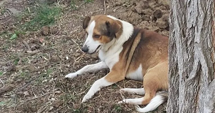 Düzceli Hachiko, herkesi duygulandırdı