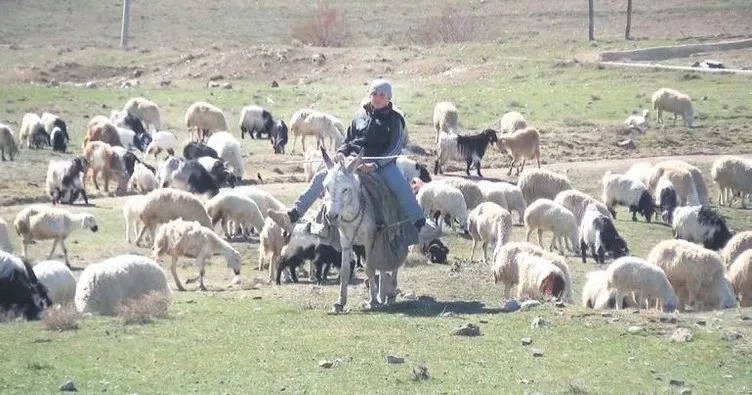 Küçük çobanlar Çoban Fuarı’na katılacak