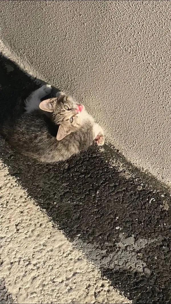 Yaralı yavru kedi hayata böyle tutundu! Son Dakika Haberler