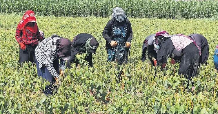 Barajlar boşaldı tarlalar susuz kaldı