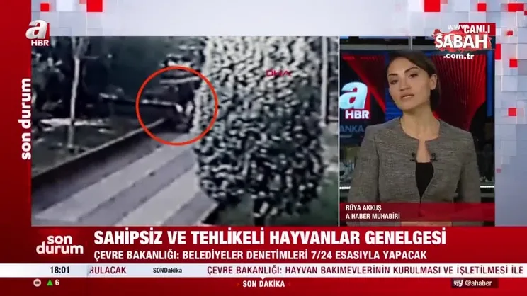 Son dakika! Çevre, Şehircilik ve İklim Değişikliği Bakanlığı'ndan sahipsiz ve tehlike arz eden hayvanlarla ilgili genelge | Video