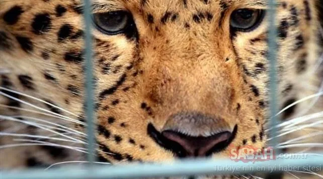 Dünya bu son dakika haberini konuşuyor! Hindistan’da leopar dehşet saçtı…