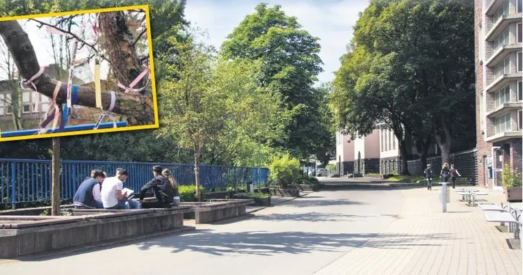 Bir ağaca bile tahammül yok