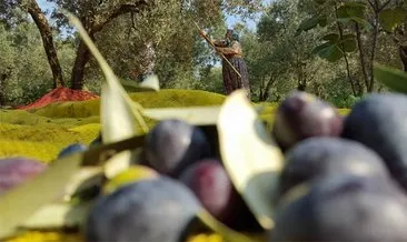 antalya da zeytin hasadi basladi son