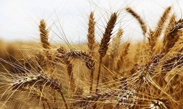’Tahıl Koridoru Anlaşması, buğday fiyatlarını 500 dolardan 250 dolara düşürdü’