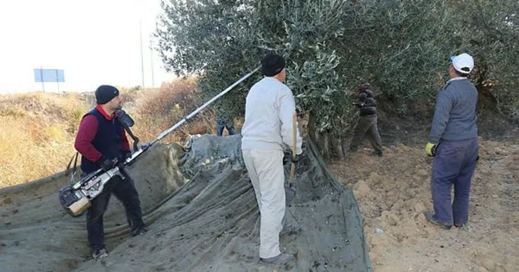 Balıkesir Burhaniye’de belediye zeytin hasadına başladı