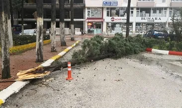 Bucak’ta fırtına ağacı devirdi