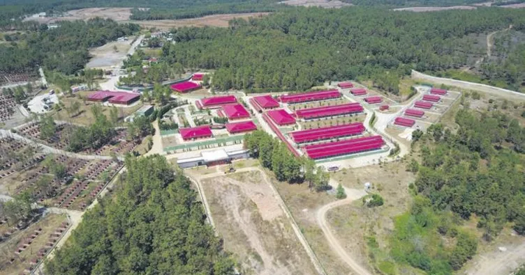 Önce atlar şimdi kedi ve köpekler