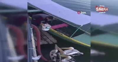 Bursa’da pelikanların balık keyfi kamerada!