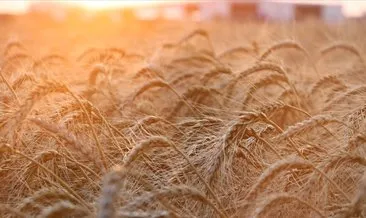 Küresel tahıl üretiminde rekor bekleniyor